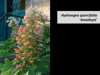 Hydrangea	quercifolia	
'Amethyst'		
 