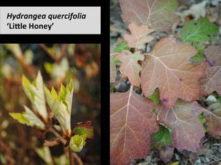 Hydrangea	quercifolia		
‘LiCle	Honey’	
 