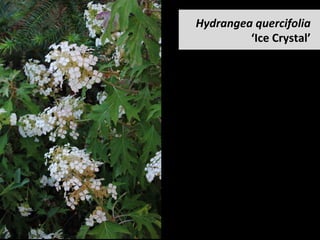 Hydrangea	quercifolia	
‘Ice	Crystal’		
 