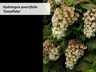Hydrangea	quercifolia		
‘Snowﬂake’	
 