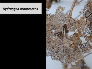 Hydrangea	arborescens	
 