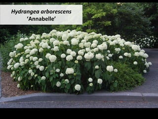 Hydrangea	arborescens	
‘Annabelle’	
 