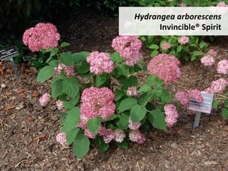 Hydrangea	arborescens	
Invincible®	Spirit	
 