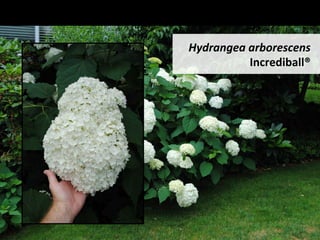 Hydrangea	arborescens	
Incrediball®	
 