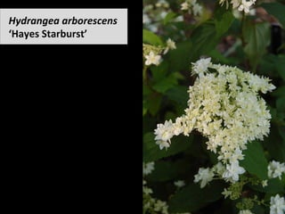 Hydrangea	arborescens	
‘Hayes	Starburst’	
 