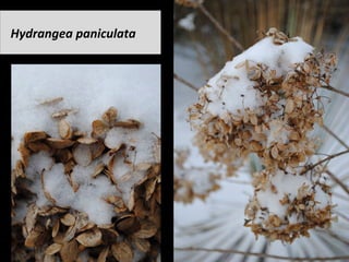 Hydrangea	paniculata	
 