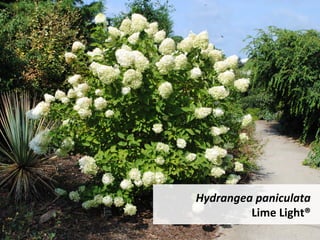 Hydrangea	paniculata	
Lime	Light®		
 