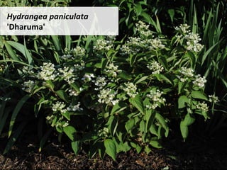 Hydrangea	paniculata	
'Dharuma'	
 