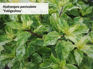 Hydrangea	paniculata	
'Yukigeshou'	
 