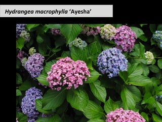 Hydrangea	macrophylla	‘Ayesha’	
 