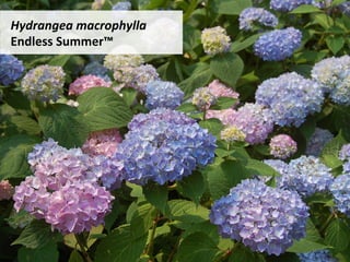 Hydrangea	macrophylla		
Endless	Summer™	
 