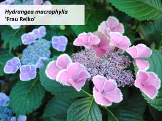 Hydrangea	macrophylla	
'Frau	Reiko'	
 