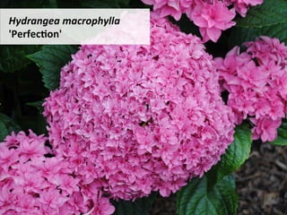 Hydrangea	macrophylla	
'PerfecRon'	
 
