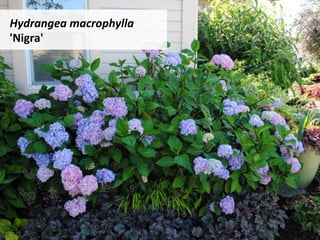 Hydrangea	macrophylla	
'Nigra'	
 