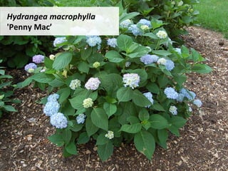 Hydrangea	macrophylla	
'Penny	Mac’	
 