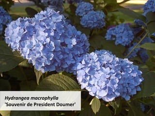 Hydrangea	macrophylla	
'Souvenir	de	President	Doumer'	
 