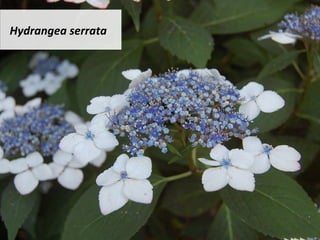 Hydrangea	serrata		
 