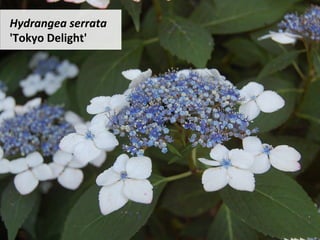 Hydrangea	serrata		
'Tokyo	Delight'	
 