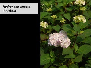 Hydrangea	serrata	
'Preziosa'	
 