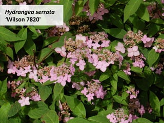 Hydrangea	serrata		
‘Wilson	7820'	
 