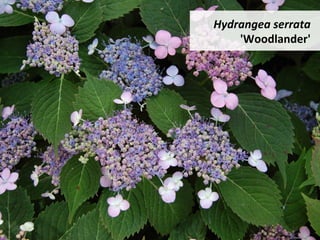 Hydrangea	serrata	
'Woodlander'	
 