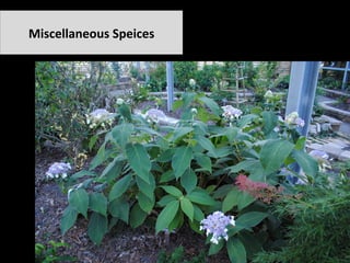 Miscellaneous	Speices	
 