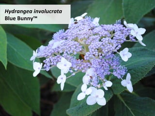 Hydrangea	involucrata		
Blue	Bunny™		
 