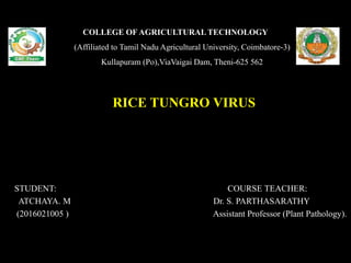 COLLEGE OF AGRICULTURALTECHNOLOGY
(Affiliated to Tamil Nadu Agricultural University, Coimbatore-3)
Kullapuram (Po),ViaVaigai Dam, Theni-625 562
RICE TUNGRO VIRUS
STUDENT: COURSE TEACHER:
ATCHAYA. M Dr. S. PARTHASARATHY
(2016021005 ) Assistant Professor (Plant Pathology).
 