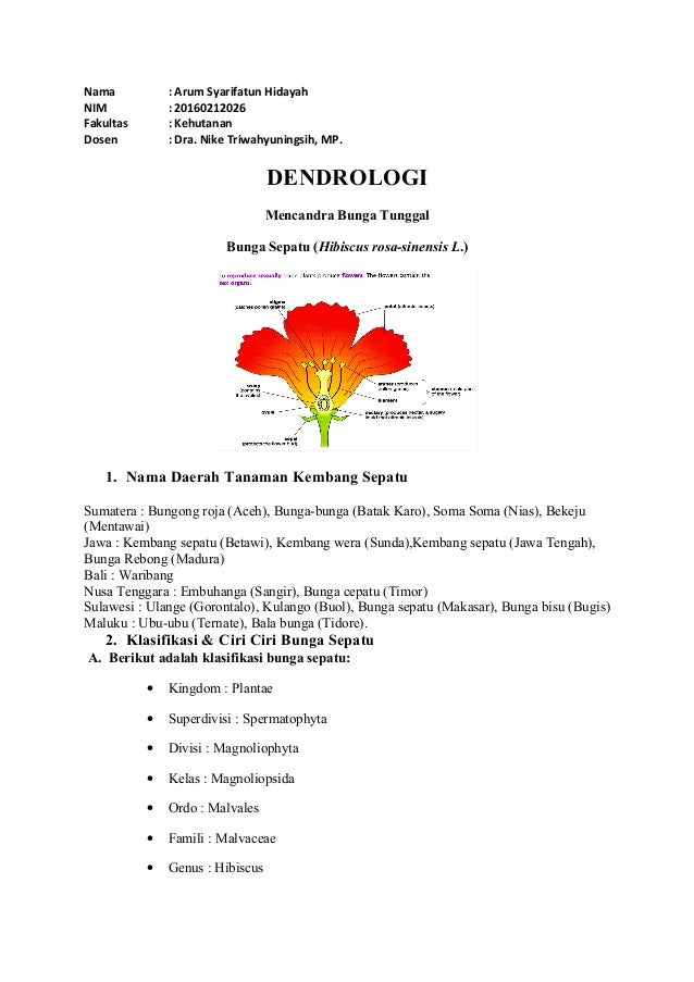 Makalah Dendrologi Mencandra Bunga Tunggal