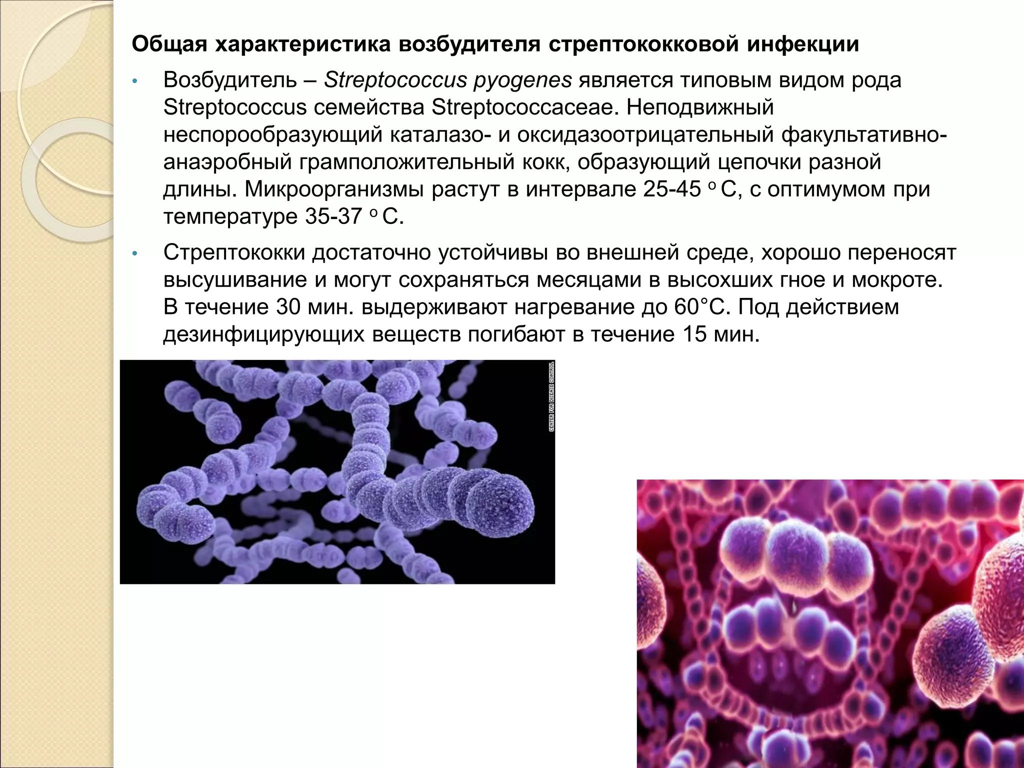 Общая характеристика возбудителя стрептококковой инфекции
• Возбудитель – Streptococcus pyogenes является типовым видом рода
Streptococcus семейства Streptococcaceae. Неподвижный
неспорообразующий каталазо- и оксидазоотрицательный факультативно-
анаэробный грамположительный кокк, образующий цепочки разной
длины. Микроорганизмы растут в интервале 25-45 о С, с оптимумом при
температуре 35-37 о С.
• Стрептококки достаточно устойчивы во внешней среде, хорошо переносят
высушивание и могут сохраняться месяцами в высохших гное и мокроте.
В течение 30 мин. выдерживают нагревание до 60°С. Под действием
дезинфицирующих веществ погибают в течение 15 мин.
 