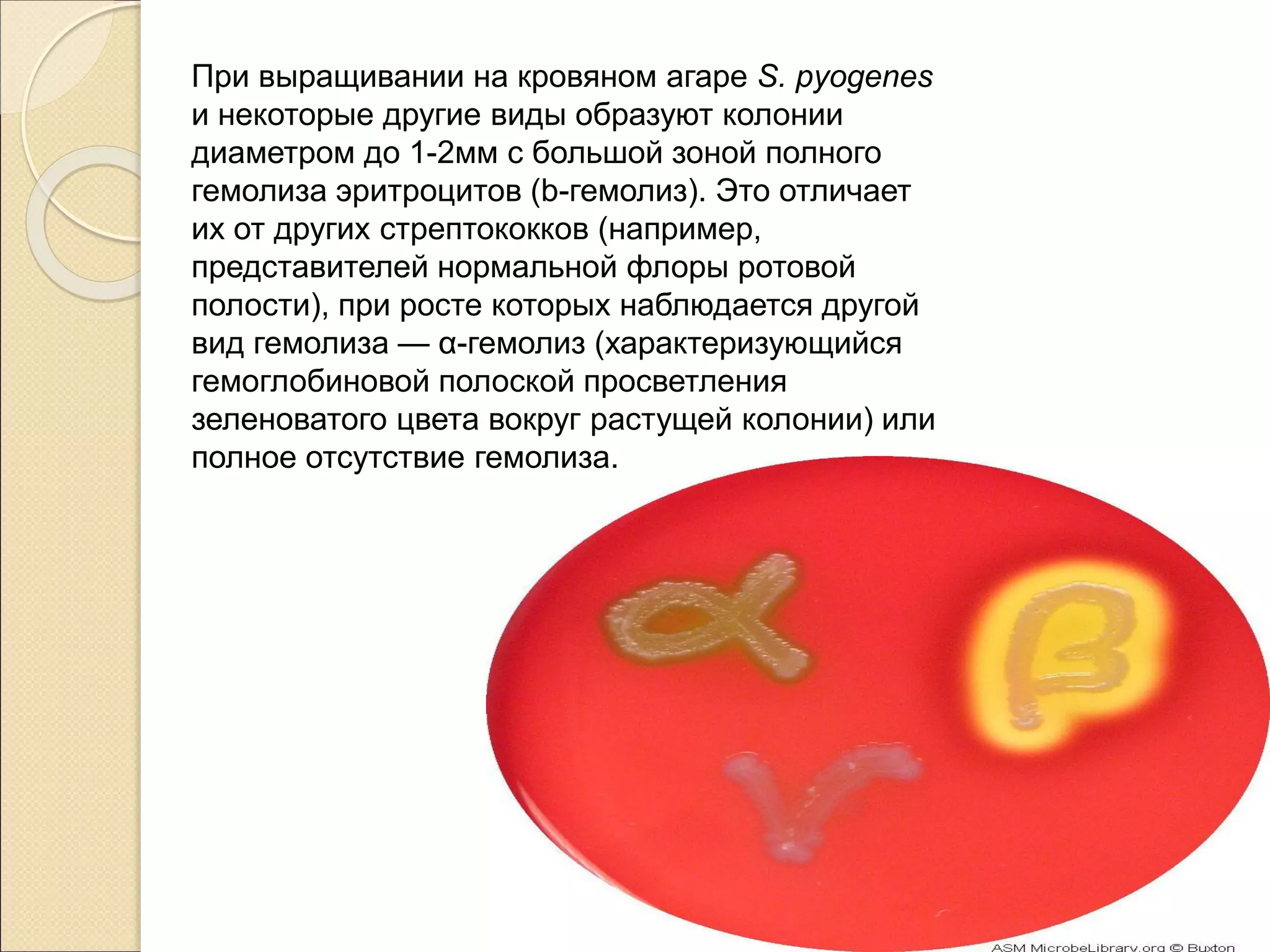 При выращивании на кровяном агаре S. pyogenes
и некоторые другие виды образуют колонии
диаметром до 1-2мм с большой зоной полного
гемолиза эритроцитов (b-гемолиз). Это отличает
их от других стрептококков (например,
представителей нормальной флоры ротовой
полости), при росте которых наблюдается другой
вид гемолиза — α-гемолиз (характеризующийся
гемоглобиновой полоской просветления
зеленоватого цвета вокруг растущей колонии) или
полное отсутствие гемолиза.
 