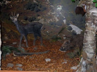 Fluviarium de Liérganes - 1º EP - Feb 2016
 