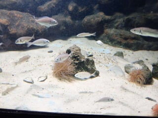 Fluviarium de Liérganes - 1º EP - Feb 2016
 