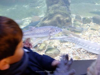 Fluviarium de Liérganes - 1º EP - Feb 2016
 