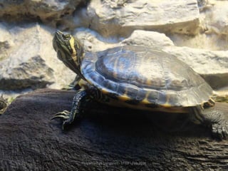 Fluviarium de Liérganes - 1º EP - Feb 2016
 