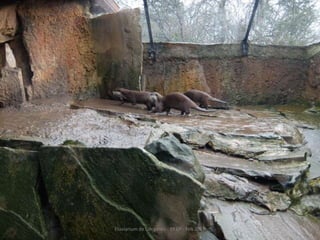 Fluviarium de Liérganes - 1º EP - Feb 2016
 