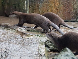 Fluviarium de Liérganes - 1º EP - Feb 2016
 