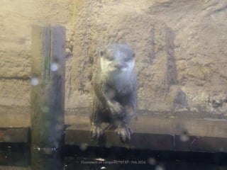 Fluviarium de Liérganes - 1º EP - Feb 2016
 