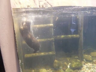 Fluviarium de Liérganes - 1º EP - Feb 2016
 