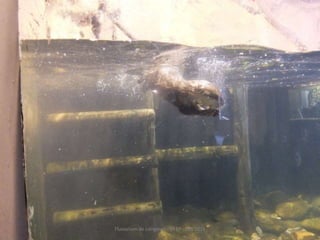 Fluviarium de Liérganes - 1º EP - Feb 2016
 