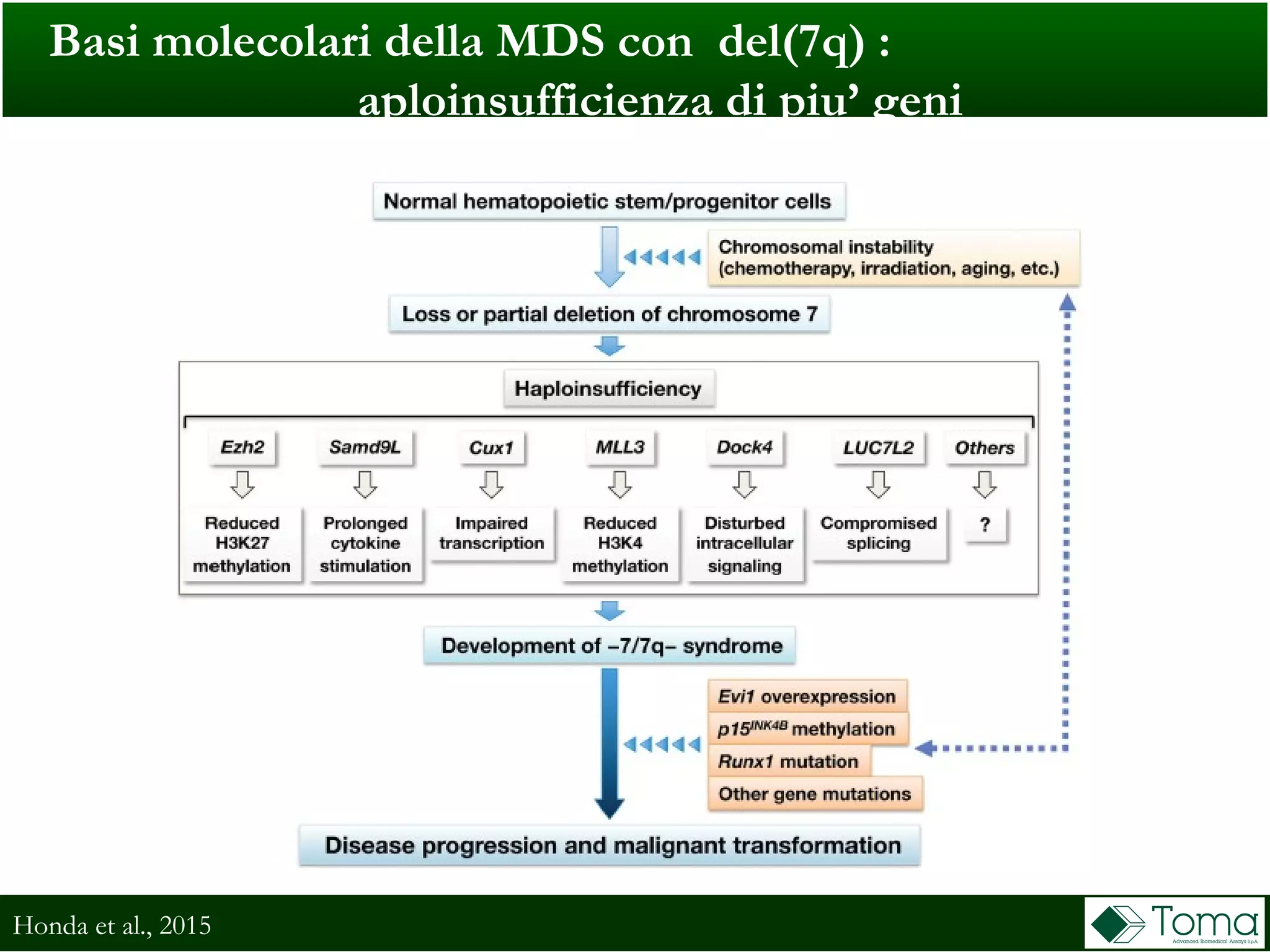 Honda et al., 2015
Basi molecolari della MDS con del(7q) :
aploinsufficienza di piu’ geni
 