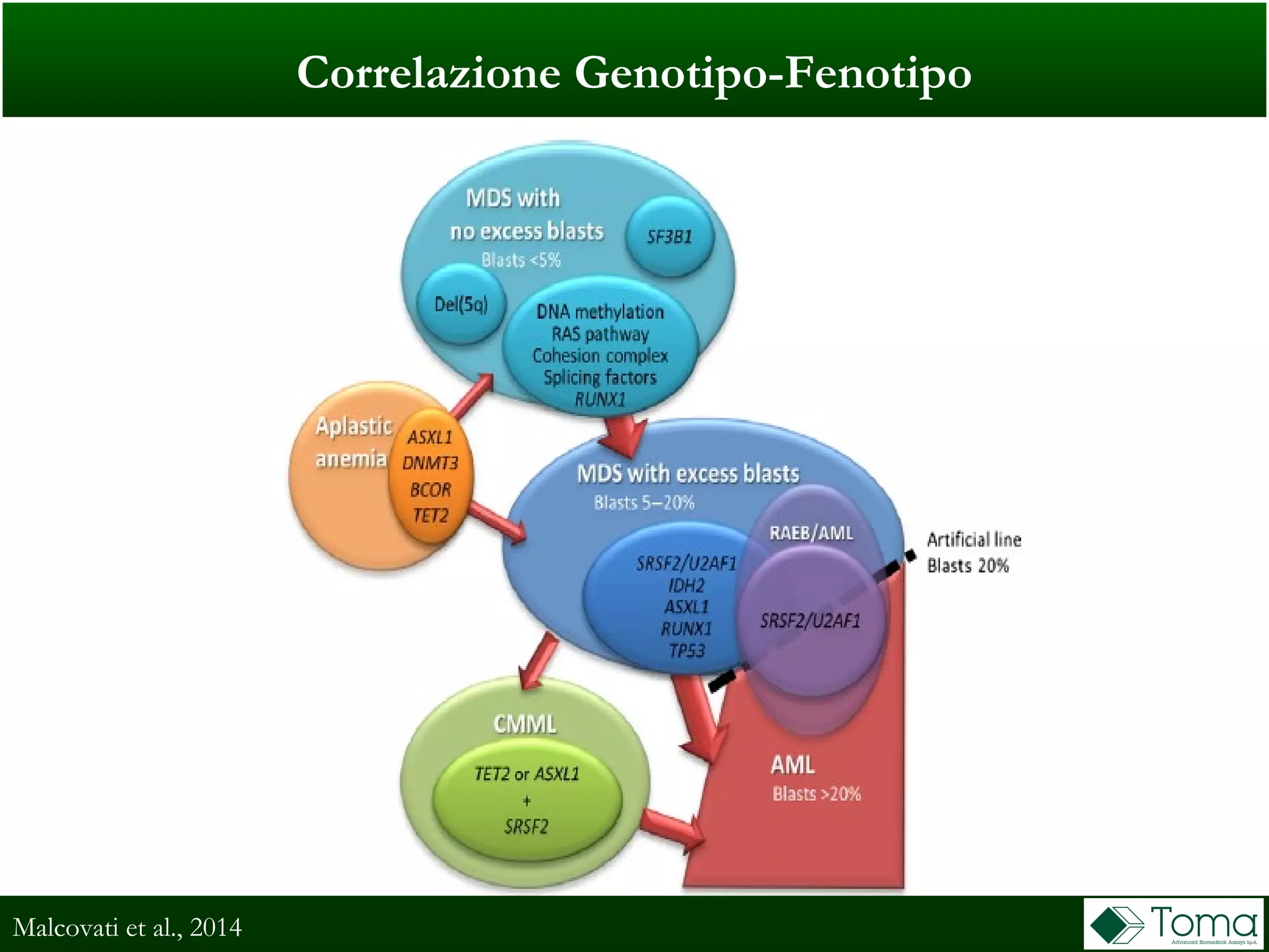 Correlazione Genotipo-Fenotipo
Malcovati et al., 2014
 