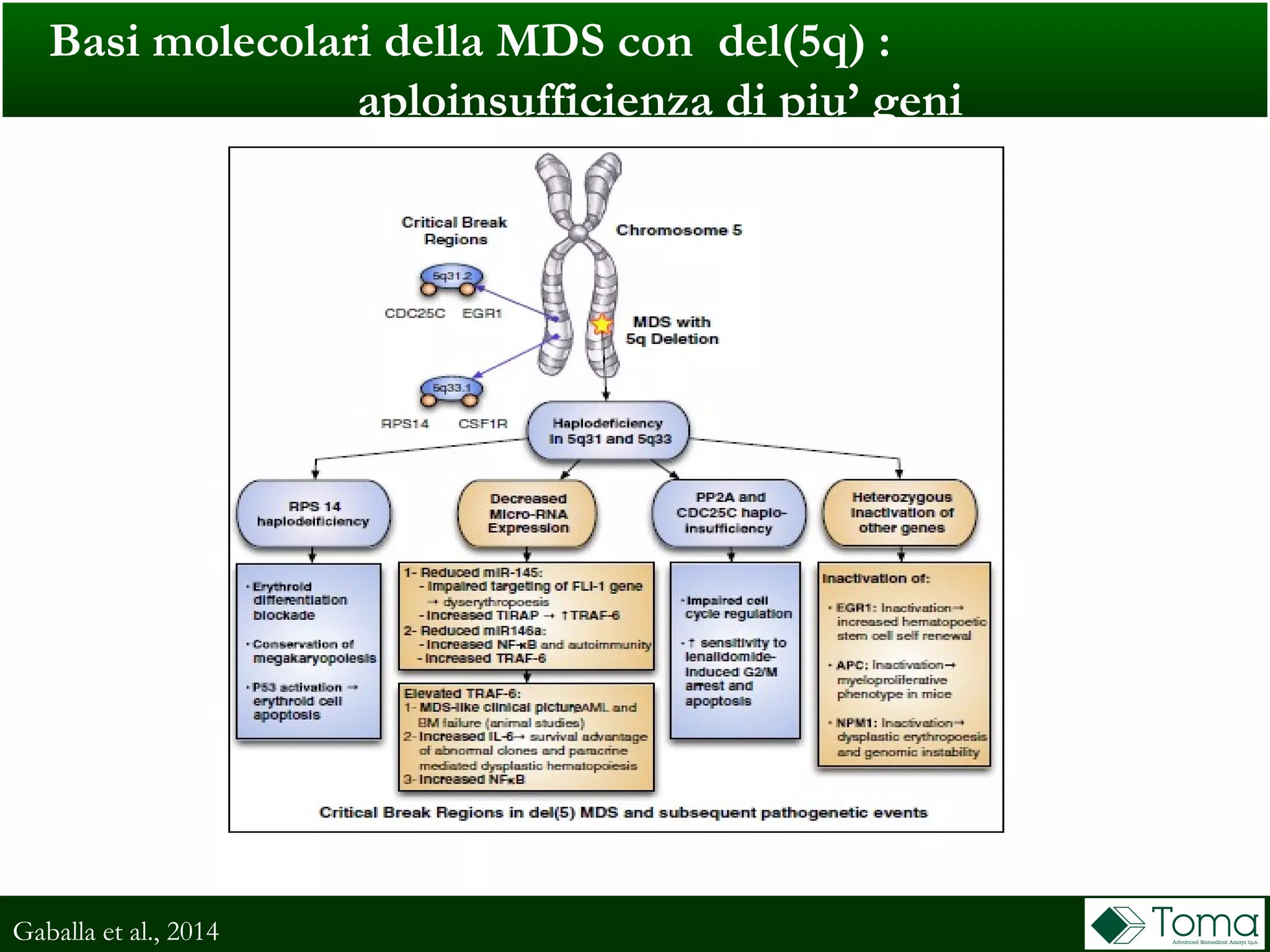 Basi molecolari della MDS con del(5q) :
aploinsufficienza di piu’ geni
Gaballa et al., 2014
 