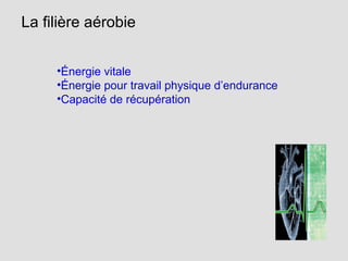 La filière aérobie
•Énergie vitale
•Énergie pour travail physique d’endurance
•Capacité de récupération
 