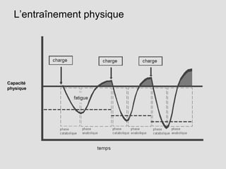 Capacité
physique
L’entraînement physique
 