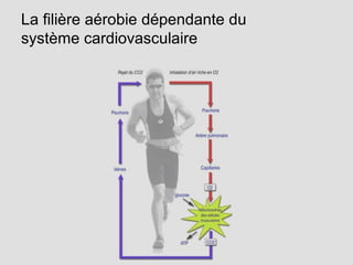 La filière aérobie dépendante du
système cardiovasculaire
 