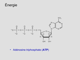 Énergie
• Adénosine triphosphate (ATP)
 