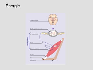 Énergie
ATP
 