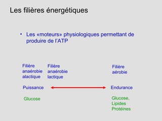 Les filières énergétiques
• Les «moteurs» physiologiques permettant de
produire de l’ATP
Filière
anaérobie
alactique
Filière
anaérobie
lactique
Filière
aérobie
Puissance Endurance
Glucose Glucose,
Lipides
Protéines
 