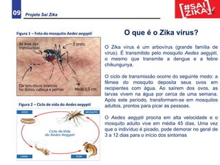 09
O que é o Zika vírus?
O Zika vírus é um arbovírus (grande família de
vírus). É transmitido pelo mosquito Aedes aegypti,
o mesmo que transmite a dengue e a febre
chikungunya.
O ciclo de transmissão ocorre do seguinte modo: a
fêmea do mosquito deposita seus ovos em
recipientes com água. Ao saírem dos ovos, as
larvas vivem na água por cerca de uma semana.
Após este período, transformam-se em mosquitos
adultos, prontos para picar as pessoas.
O Aedes aegypti procria em alta velocidade e o
mosquito adulto vive em média 45 dias. Uma vez
que o indivíduo é picado, pode demorar no geral de
3 a 12 dias para o início dos sintomas.
Projeto Sai Zika
Figura 1 – Foto do mosquito Aedes aegypti
Figura 2 – Ciclo de vida do Aedes aegypti
 